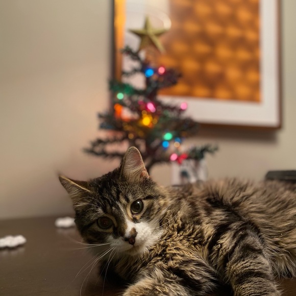 Meet your Posher, Lili - Picture 12 of 16